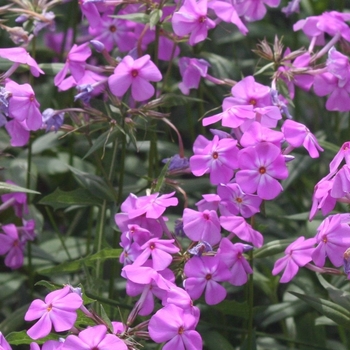 Phlox glaberrima 'Morris Berd' 