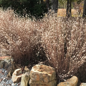 Andropogon ternarius 'Black Mountain' 