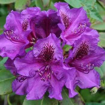 Rhododendron 'Purple Passion' 