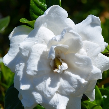 Gardenia jasminoides '4MariaJ01' PP29855