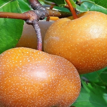 Pyrus pyrifolia 'Korean Giant' 