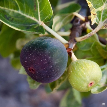 Ficus carica 'Black Jack' 