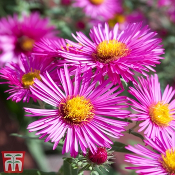 Aster 'Bahamas' 