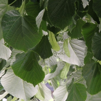 Tilia tomentosa