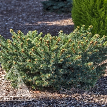 Picea abies 'Calvary Upright' 