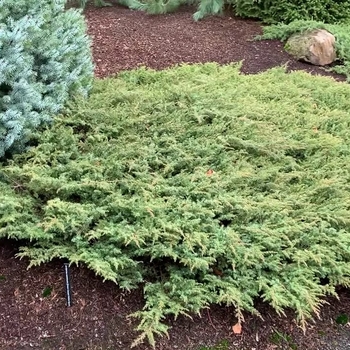 Juniperus communis 'Green Carpet' 