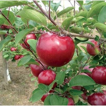 Malus 'Spartan' 