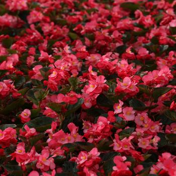 Begonia benariensis Surefire®: Rose