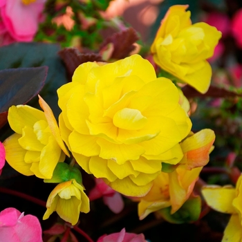 Begonia boliviensis 'Portofino Yellow' 