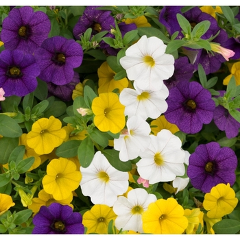 Calibrachoa 'Calico' 