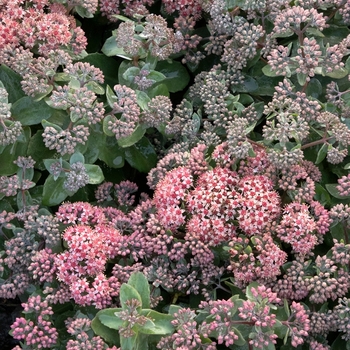 Sedum 'TNSEDEPC' PPAF