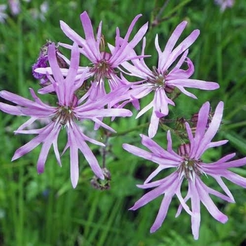 Lychnis flos-cuculi