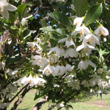 Styrax japonica 'Spring Showers' 