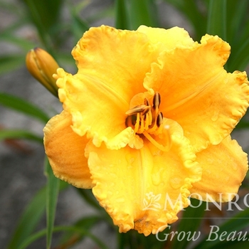 Hemerocallis 'Saffron Skye™' 