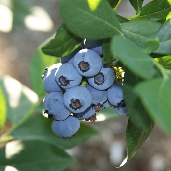 Vaccinium 'Rebel' 