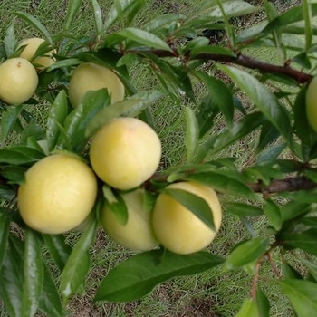 Prunus 'Alderman' 