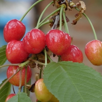 Prunus 'Cupid' 