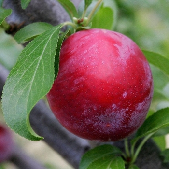 Prunus 'Oxheart' 