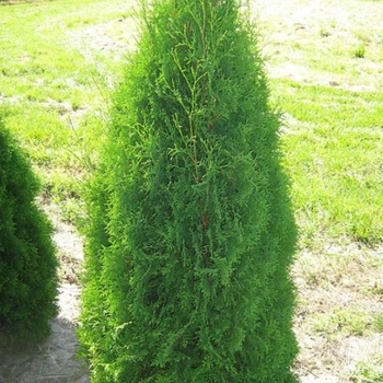 Thuja occidentalis 'Brandon' 