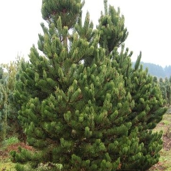 Pinus nigra 'Oregon Green' 