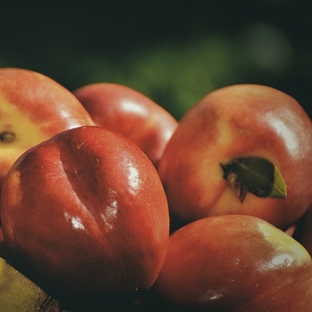 Prunus persica var. nucipersica 'Le Grand' 