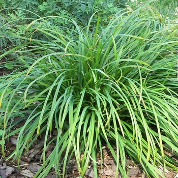 Carex amphibola