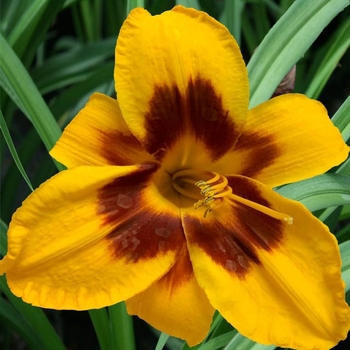 Hemerocallis 'Almost Fooled Me' 