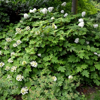 Hydrangea arborescens