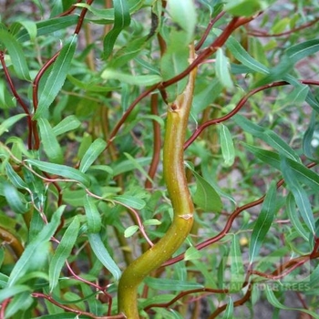 Salix matsudana 'Scarcuzam' 