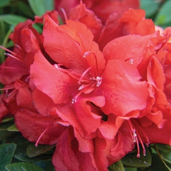 Rhododendron 'RLH2-2PA1S' 