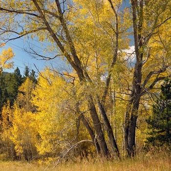 Populus deltoides