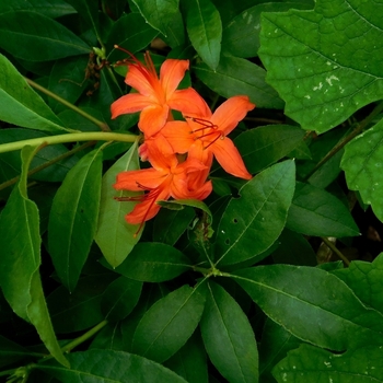 Rhododendron cumberlandense 'Camp's Red' 