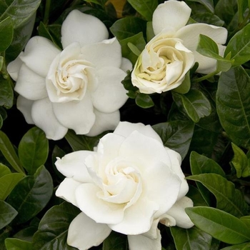 Gardenia jasminoides 'WAH-S' PP31088