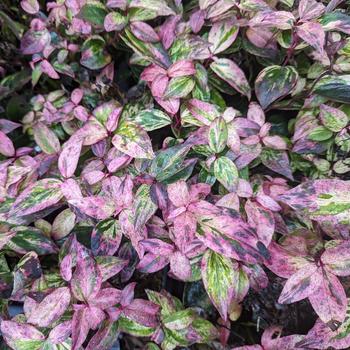 Leucothoe fontanesiana 'Paisley Pup™' 