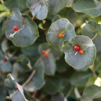 Lonicera reticulata x prolifera 'Kintzley's Ghost®'