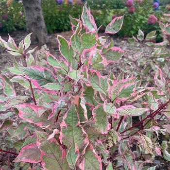 Cornus alba 'Sgt. Pepper™'