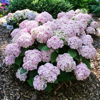 Hydrangea macrophylla 'Wee Bit Innocent™'