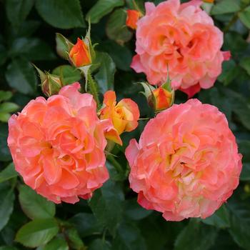 Rosa 'chewizard' PPAF 