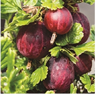 Ribes uva-crispa 'Hinnonmaki Red' 