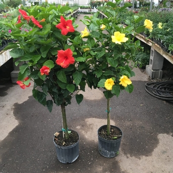 Hibiscus rosa-sinensis 'Antigua Wind' 