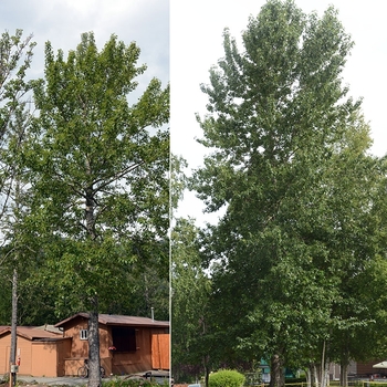 Populus balsamifera