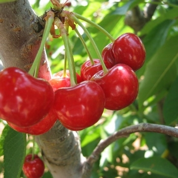 Prunus 'Mesabi' 