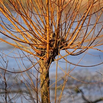 Salix alba var. vitellina