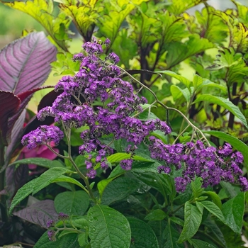 Heliotropium arborescens 'Alba' 