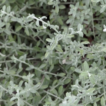 Helichrysum 'Silverstar' 