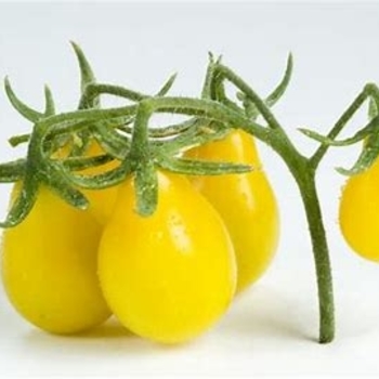 Lycopersicon esculentum 'Yellow Pear' 