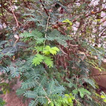 Calliandra californica 