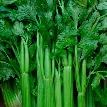 Brassica oleracea var. capitat 'Big Flat Head' 