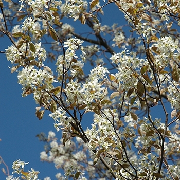 Amelanchier x grandiflora 'Princess Diana' 