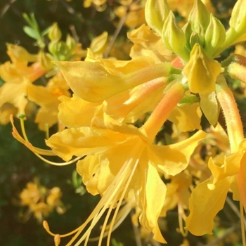 Rhododendron austrinum 'Admiral Semmes' 